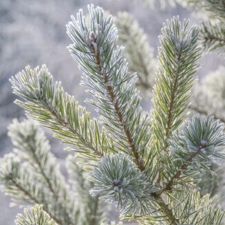 pine_sprig_frost_conifer_needles_nature_winter_snow-1293483-2500752947